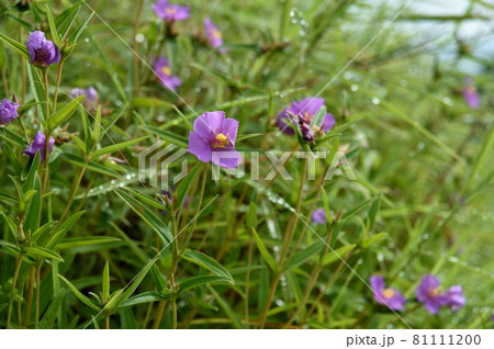 ヒメノボタンの花 ヒメノボタンの花 81111200