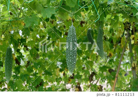 ゴーヤ ゴーヤ 81111213