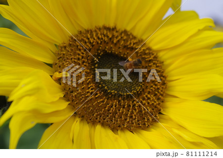 ひまわりパッチワーク 81111214