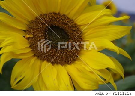 ひまわりパッチワーク 81111215