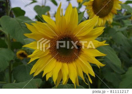 ひまわりパッチワーク 81111217