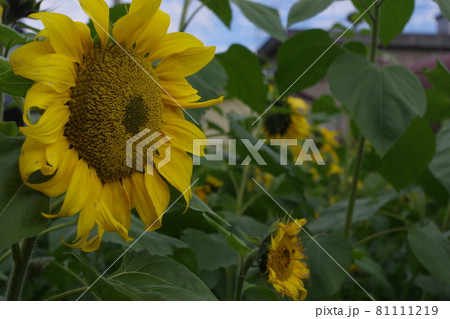 ひまわりパッチワーク 81111219