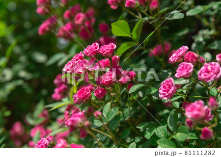 ピンク色のバラ 81111282