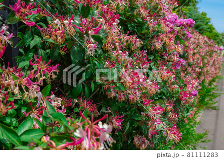 道路脇に彩る花 81111283