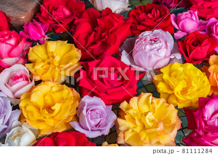 水面に浮かぶ薔薇 81111284