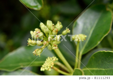 カクレミノの花の写真素材