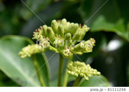 カクレミノの花の写真素材