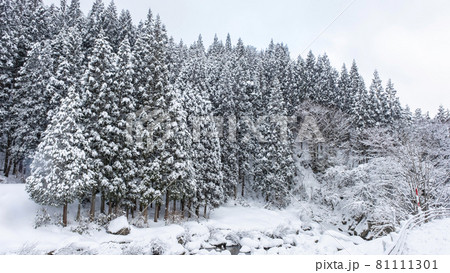 里山の雪景色（恩原湖周辺） 81111301