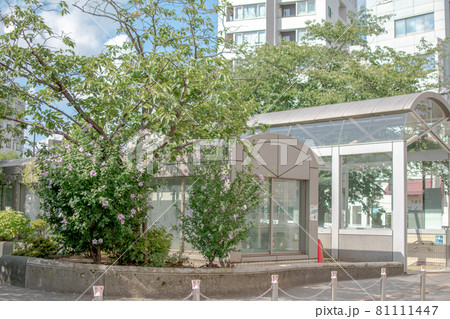 染井吉野桜記念公園/東京都豊島区駒込 染井吉野桜記念公園/東京都豊島区駒込 81111447