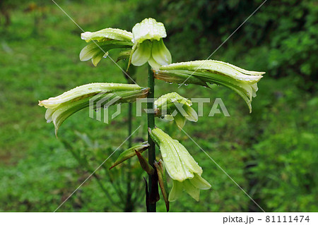 雨の日のオオウバユリの花　福島県只見町 81111474
