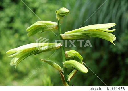 開き始めたオオウバユリの花　福島県只見町 81111478