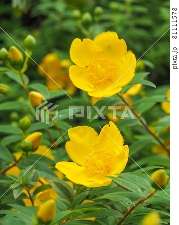 東京板橋・西台緑地のタイリンキンシバイ 東京板橋・西台緑地のタイリンキンシバイ 81111578