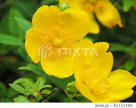 東京板橋・西台緑地のタイリンキンシバイ 東京板橋・西台緑地のタイリンキンシバイ 81111580