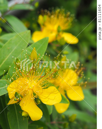 東京板橋・舟渡水辺公園のビヨウヤナギ 東京板橋・舟渡水辺公園のビヨウヤナギ 81111604