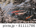 水面を流れる桜の花びらと鯉 81111786
