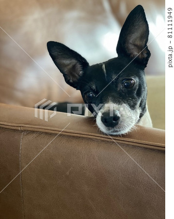 一点を見つめ何かを考えている犬 一点を見つめ何かを考えている犬 81111949