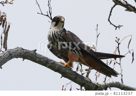 チゴハヤブサ 81113237