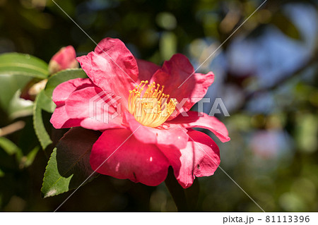 茶花 サザンカ 茶花 サザンカ 81113396