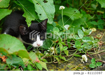 呼んだら側溝の割れ目から続々と出てくる可愛い野良猫の兄弟 呼んだら側溝の割れ目から続々と出てくる可愛い野良猫の兄弟 81113397