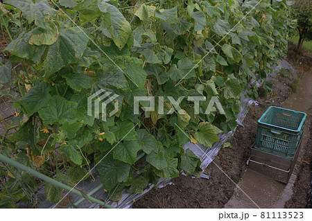 四十年前のキュウリ栽培方法 四十年前のキュウリ栽培方法 81113523