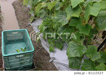 四十年前のキュウリ栽培方法 81113527
