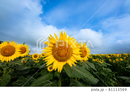 ひまわりの丘に咲く夏の花向日葵 81113569