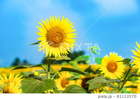 ひまわりの丘に咲く夏の花向日葵 81113570
