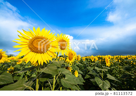 ひまわりの丘に咲く夏の花向日葵 81113572