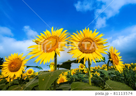 ひまわりの丘に咲く夏の花向日葵 81113574