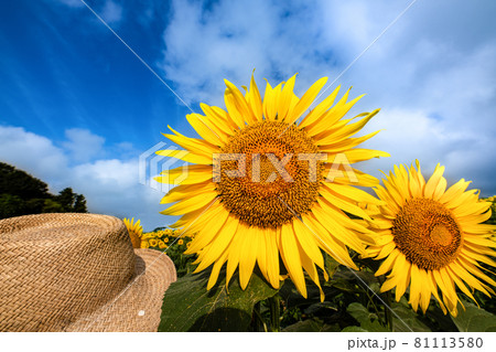 ひまわりの丘に咲く夏の花向日葵と麦わら帽 81113580