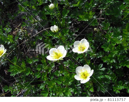 北アルプス 夏の高山帯で岩壁に自生するチングルマの白い花 8月 の写真素材