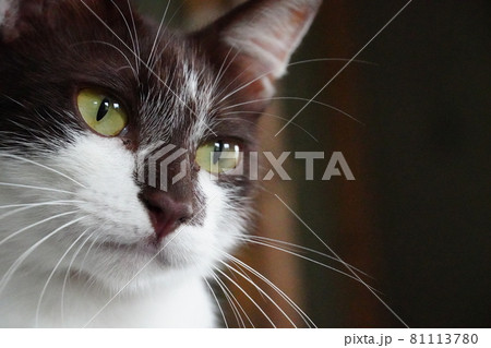 変わった毛色のメス野良猫 変わった毛色のメス野良猫 81113780