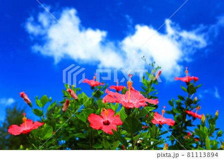 沖縄の青い空と赤いハイビスカス 81113894