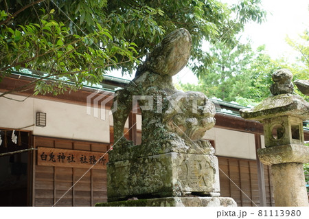鳥取市白兎神社 狛犬 鳥取市白兎神社 狛犬 81113980