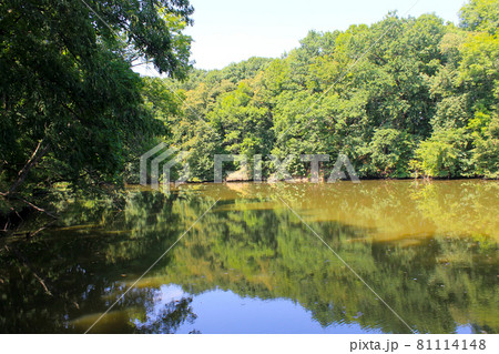 Lake in forest 81114148