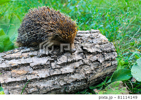 Hedgehog on the log Hedgehog on the log 81114149