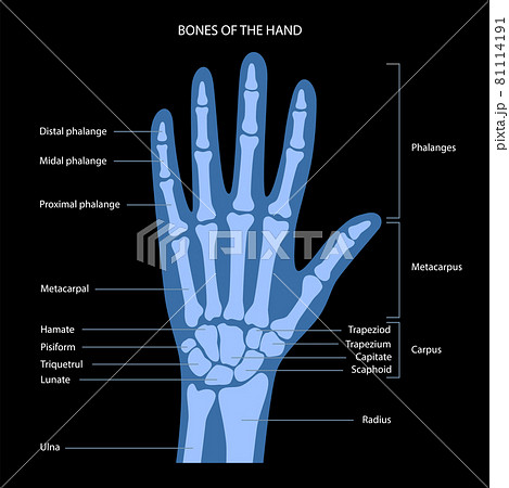 Hand bone anatomy Hand bone anatomy 81114191