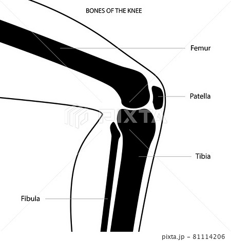 Knee bone anatomy 81114206