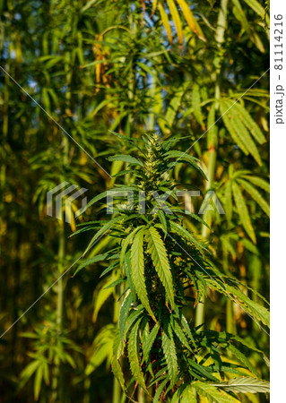 Green cannabis (marijuana) plant in a field Green cannabis (marijuana) plant in a field 81114216