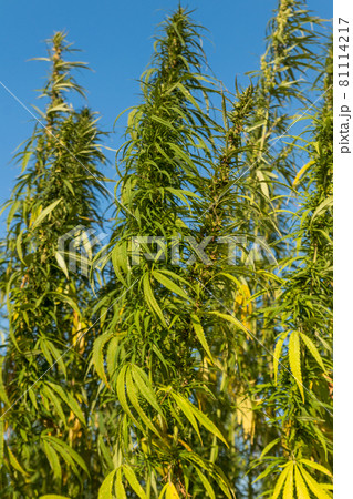 Field of green cannabis (marijuana) plants 81114217