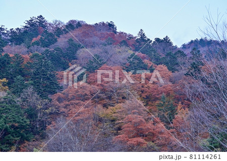 中禅寺湖湖畔の山の紅葉情景＠奥日光、栃木 81114261