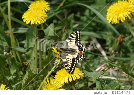 キアゲハとタンポポ 81114472