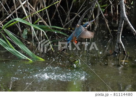 カワセミのジャンプ 81114480