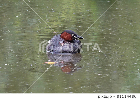 カイツブリ カイツブリ 81114486