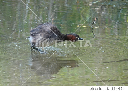 カイツブリ 81114494