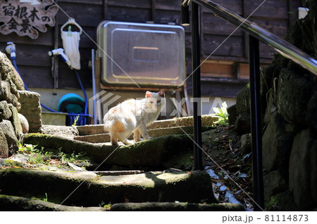 新潟 佐渡 宿根木集落で見かけたかわいいネコ 新潟 佐渡 宿根木集落で見かけたかわいいネコ 81114873