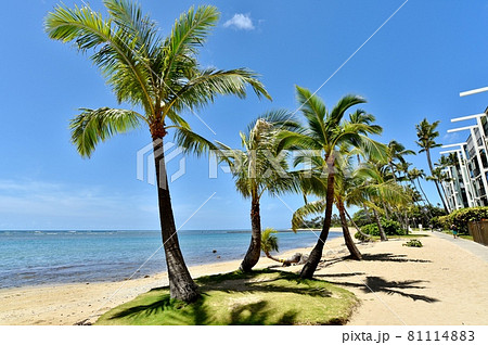 ハワイの休日 ハワイの休日 81114883