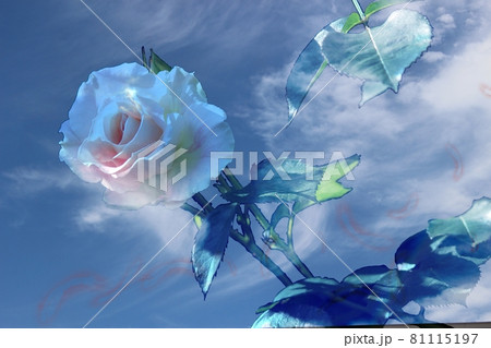 爽快~バラ 薔薇 うつろ 爽快~バラ 薔薇 うつろ 81115197