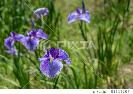 三重県亀山市 亀山公園しょうぶ園の紫の花しょうぶ 三重県亀山市 亀山公園しょうぶ園の紫の花しょうぶ 81115207
