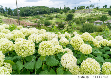三重県津市 かざはやの里の白い紫陽花 アナベルの丘 三重県津市 かざはやの里の白い紫陽花 アナベルの丘 81115208